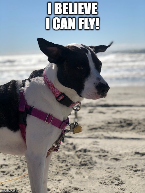 Reynolds "I believe I can fly" | I BELIEVE I CAN FLY! | image tagged in flying,funny dogs,doge,believe,positive thinking | made w/ Imgflip meme maker