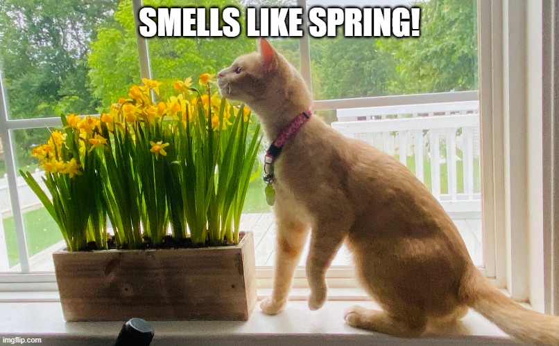PURRdy smelling the flowers | SMELLS LIKE SPRING! | image tagged in flowers,daffodils,kitten,cat,spring,smell | made w/ Imgflip meme maker