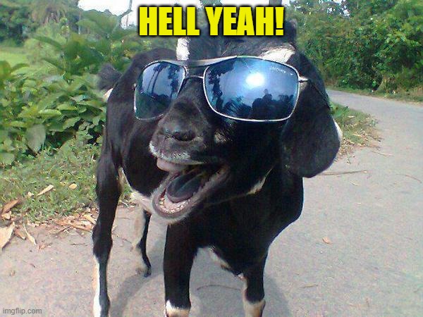 Hell Yeah Goat! | HELL YEAH! | image tagged in hell yeah goat | made w/ Imgflip meme maker