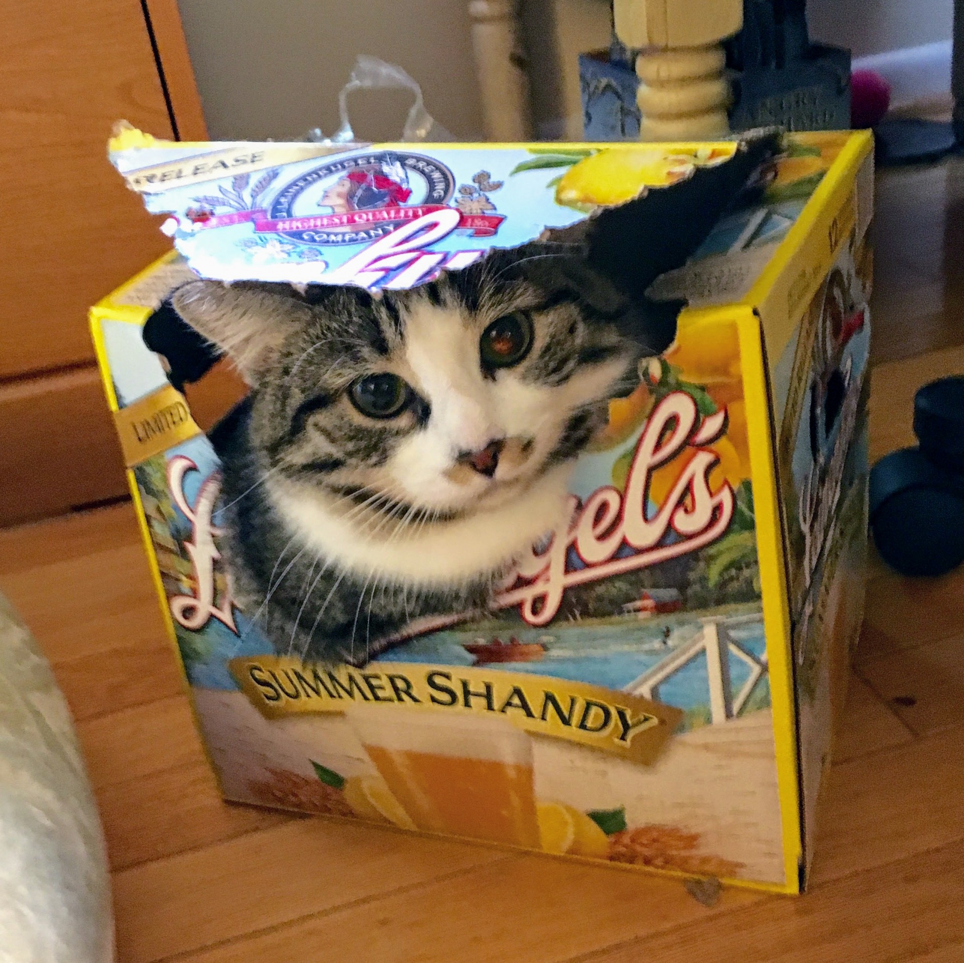 Cat in a box Blank Meme Template
