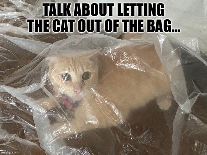 PURRdy cat out of the bag | TALK ABOUT LETTING THE CAT OUT OF THE BAG... | image tagged in cat,out of the bag,kitten,secret,bag,funny cat memes | made w/ Imgflip meme maker