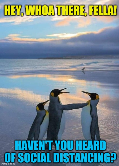 Ice breaker | HEY, WHOA THERE, FELLA! HAVEN'T YOU HEARD OF SOCIAL DISTANCING? | image tagged in penguins,social distancing,antarctica | made w/ Imgflip meme maker