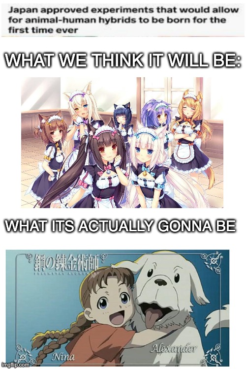 FMA Dog girl | WHAT WE THINK IT WILL BE:; WHAT ITS ACTUALLY GONNA BE | image tagged in blank white template,memes,funny memes,original meme,anime,animeme | made w/ Imgflip meme maker