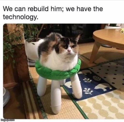 image tagged in cats,funny | made w/ Imgflip meme maker
