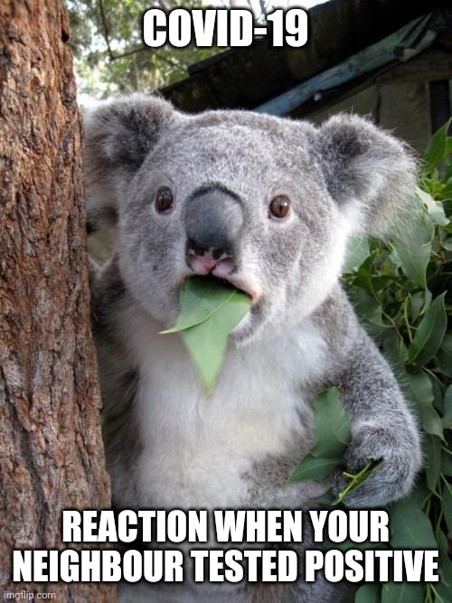 Pandemic precautions | COVID-19; REACTION WHEN YOUR NEIGHBOUR TESTED POSITIVE | image tagged in memes,surprised koala | made w/ Imgflip meme maker