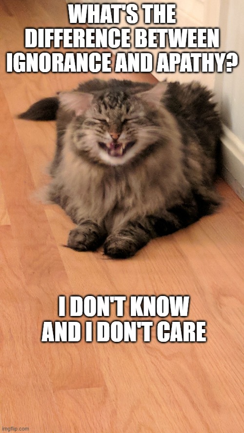 Bad joke cat | WHAT'S THE DIFFERENCE BETWEEN IGNORANCE AND APATHY? I DON'T KNOW AND I DON'T CARE | image tagged in bad joke cat,funny cat memes,bad pun cat,cat memes,bad joke,cat meme | made w/ Imgflip meme maker