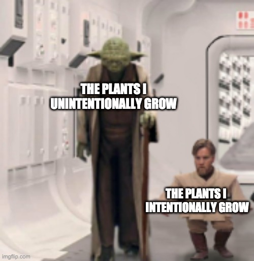 THE PLANTS I UNINTENTIONALLY GROW; THE PLANTS I 
INTENTIONALLY GROW | image tagged in star wars,tall yoda,yoda | made w/ Imgflip meme maker