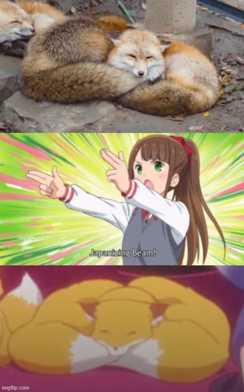 BUFF FOX IS MUSCLE FOX (Sauce: Sewayaki Kitsune no Senko-san) | image tagged in anime japanizing beam,memes,funny,anime,fox,animals | made w/ Imgflip meme maker