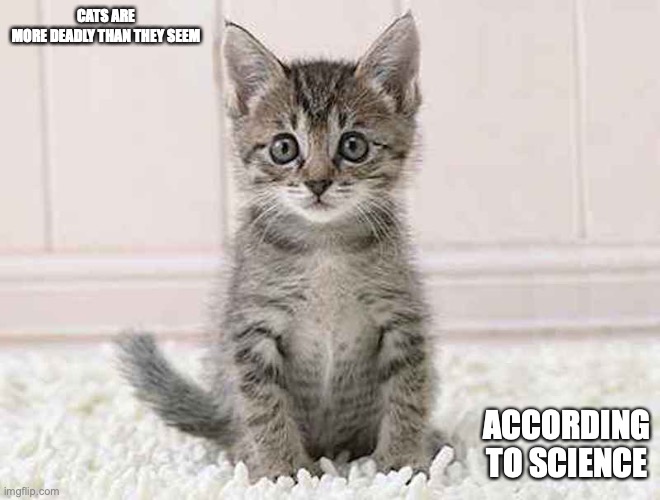 Kitten | CATS ARE MORE DEADLY THAN THEY SEEM; ACCORDING TO SCIENCE | image tagged in cats,memes | made w/ Imgflip meme maker