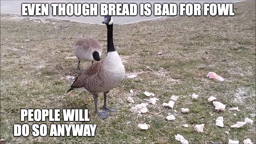 Canada goose Eating Bread - Imgflip