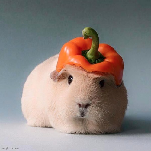 Guinea pig with vegetable | image tagged in guinea pig with vegetable | made w/ Imgflip meme maker