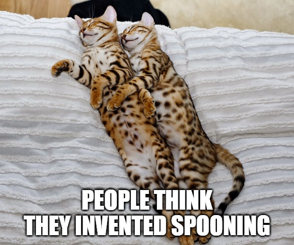 Spoons | PEOPLE THINK THEY INVENTED SPOONING | image tagged in cats,memes,fun,funny,funny memes | made w/ Imgflip meme maker