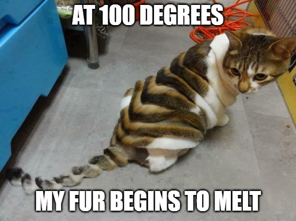 Way too hot | AT 100 DEGREES; MY FUR BEGINS TO MELT | image tagged in cats,memes,fun,funny,hot,funny memes | made w/ Imgflip meme maker