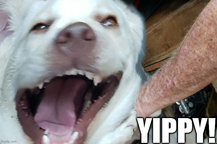 When you tell your dog there's a   Brand New  Box of cookies  waiting  at home! | YIPPY! | image tagged in dog  is stoked,so  excited,happy,yippy | made w/ Imgflip meme maker