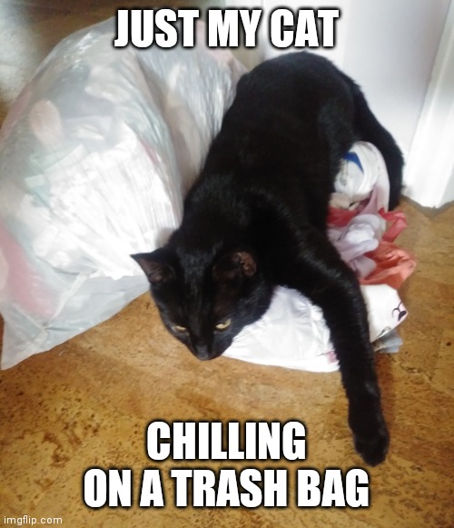 Yep, that's him. | JUST MY CAT; CHILLING ON A TRASH BAG | image tagged in chillin on a trash bag,memes,funny memes,cat memes,trash bag kitty | made w/ Imgflip meme maker