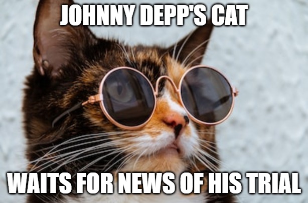 Waiting for news | JOHNNY DEPP'S CAT; WAITS FOR NEWS OF HIS TRIAL | image tagged in johnny depp,memes,cats,funny,funny memes,fun | made w/ Imgflip meme maker