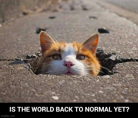 IS THE WORLD BACK TO NORMAL YET? | image tagged in cats | made w/ Imgflip meme maker