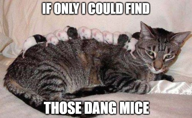 Nowhere to be seen | IF ONLY I COULD FIND; THOSE DANG MICE | image tagged in cats,mice,fun,memes,funny,funny memes | made w/ Imgflip meme maker