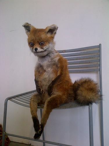 bad taxidermy fox Blank Meme Template