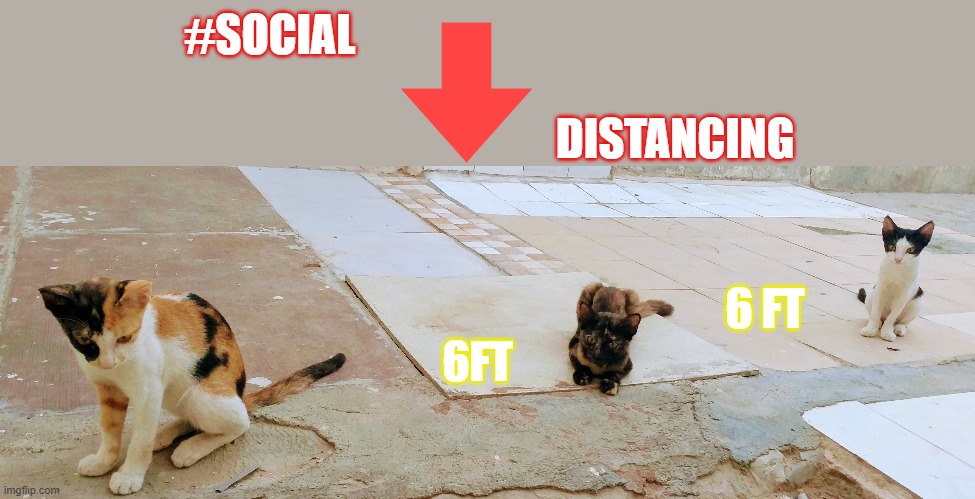 #SocialDistancing | #SOCIAL                                                    
                                                                   DISTANCING; 6 FT; 6FT | image tagged in cats,funny cats,social distancing | made w/ Imgflip meme maker