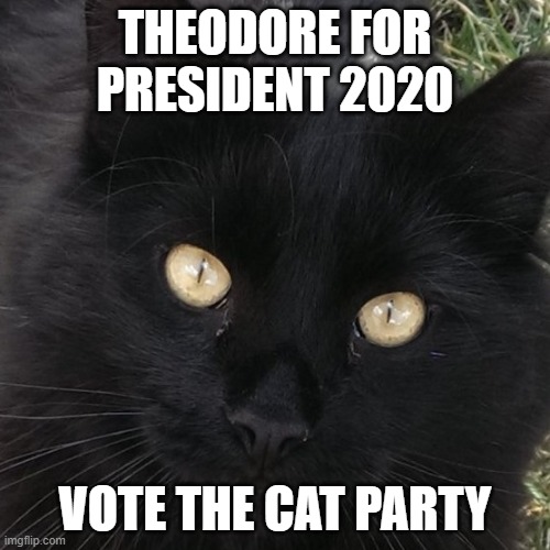 THEODORE FOR PRESIDENT 2020; VOTE THE CAT PARTY | image tagged in president,funny cats | made w/ Imgflip meme maker