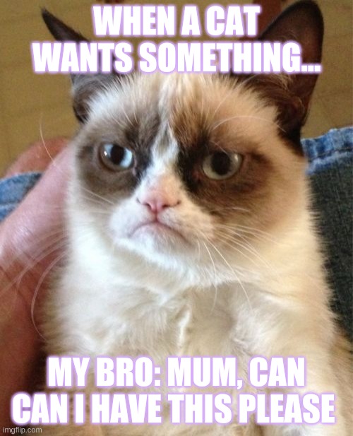 cat vs bro | WHEN A CAT WANTS SOMETHING... MY BRO: MUM, CAN CAN I HAVE THIS PLEASE | image tagged in memes,grumpy cat | made w/ Imgflip meme maker