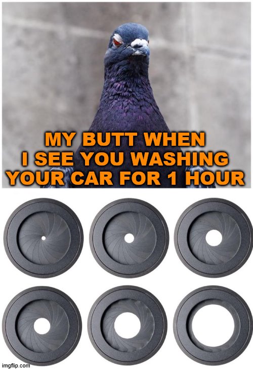 Birds in 3, 2, 1 ... | MY BUTT WHEN I SEE YOU WASHING YOUR CAR FOR 1 HOUR | image tagged in hatred pigeon | made w/ Imgflip meme maker