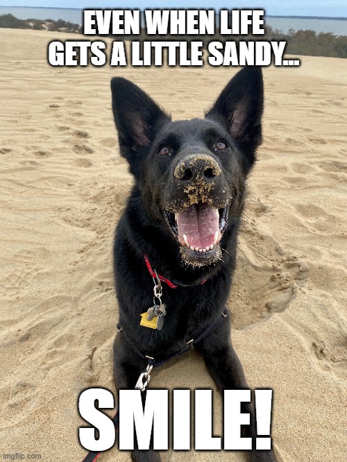 Sandy Smile from Meeko | EVEN WHEN LIFE GETS A LITTLE SANDY... SMILE! | image tagged in dog,smile,happy,encouragement,beach,funny | made w/ Imgflip meme maker