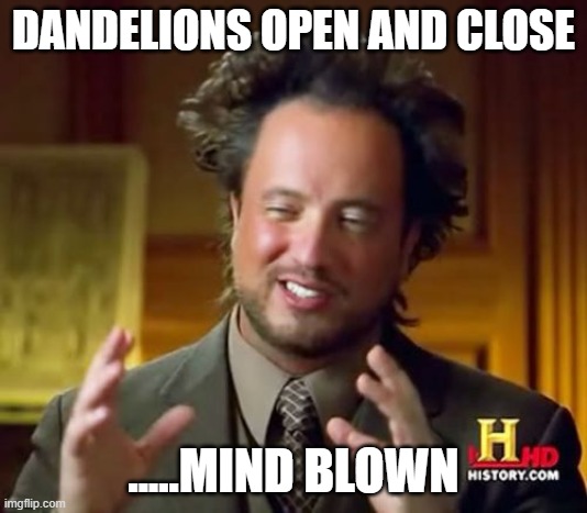 Dandelions | DANDELIONS OPEN AND CLOSE; .....MIND BLOWN | image tagged in memes,ancient aliens | made w/ Imgflip meme maker