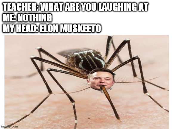 Elon Muskeeto | TEACHER: WHAT ARE YOU LAUGHING AT 
ME: NOTHING 
MY HEAD: ELON MUSKEETO | image tagged in elon musk,teacher what are you laughing at | made w/ Imgflip meme maker