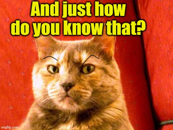Suspicious Cat Meme | And just how do you know that? | image tagged in memes,suspicious cat | made w/ Imgflip meme maker