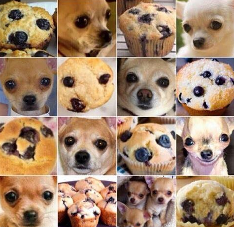 High Quality Muffin or Chihuahua Blank Meme Template