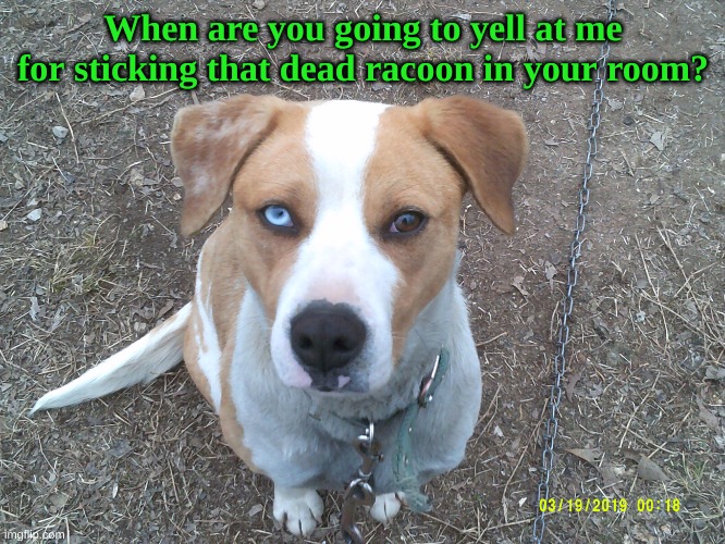 Star |  When are you going to yell at me for sticking that dead raccoon in your room? | image tagged in smart dog | made w/ Imgflip meme maker