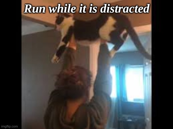 Sacrifice |  Run while it is distracted | image tagged in cats | made w/ Imgflip meme maker