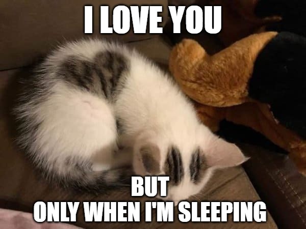 Who doesn't love to sleep | I LOVE YOU; BUT
ONLY WHEN I'M SLEEPING | image tagged in cats,sleep,love,memes,fun,funny | made w/ Imgflip meme maker