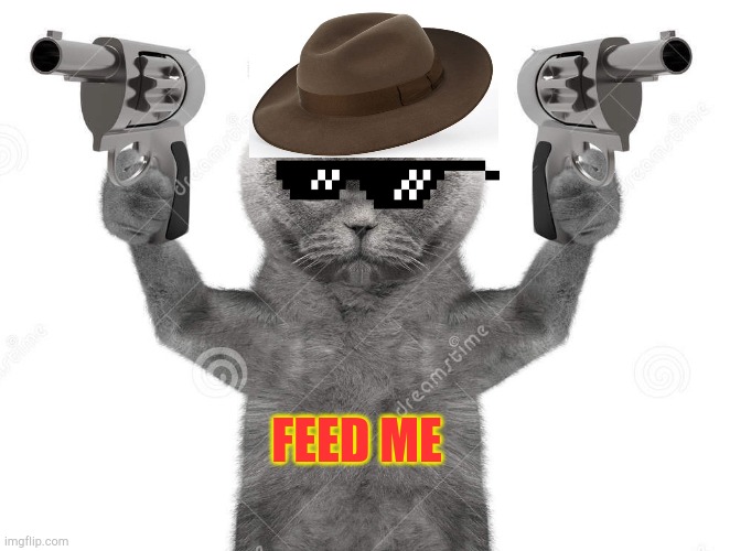 Killer Cat | FEED ME | image tagged in funny,memes,killer,cats,warning killer cat,gangster | made w/ Imgflip meme maker