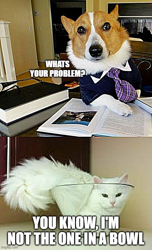 WHATS YOUR PROBLEM? YOU KNOW, I'M NOT THE ONE IN A BOWL | image tagged in lawyer corgi dog,if i fits i sits cat | made w/ Imgflip meme maker