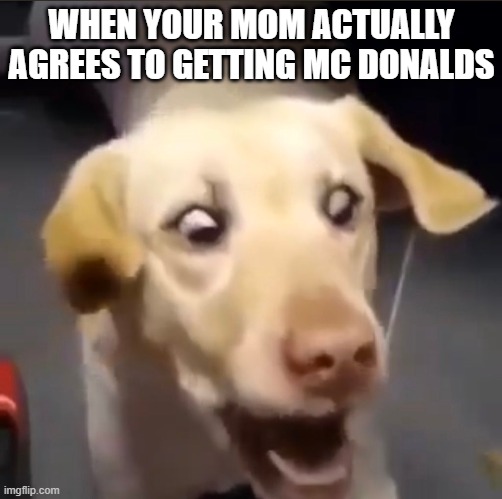 mc donalds! | WHEN YOUR MOM ACTUALLY AGREES TO GETTING MC DONALDS | image tagged in doge,dog | made w/ Imgflip meme maker