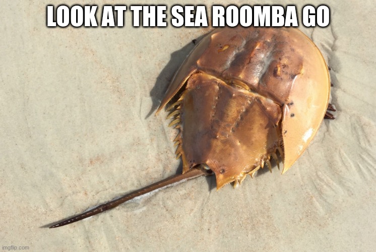 AKA horseshoe crab | LOOK AT THE SEA ROOMBA GO | image tagged in roomba,unpopular opinion | made w/ Imgflip meme maker