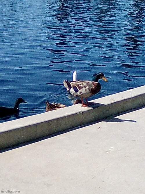 image tagged in ducks | made w/ Imgflip meme maker