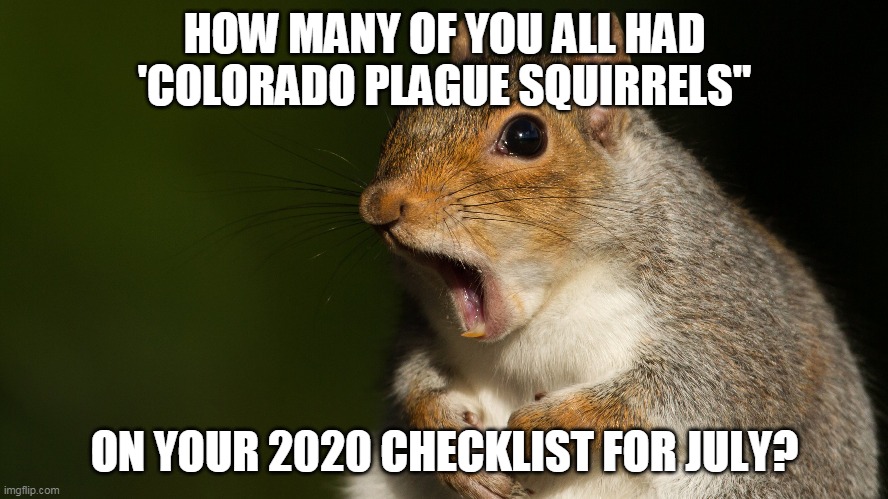colorado plague squirrels | HOW MANY OF YOU ALL HAD 'COLORADO PLAGUE SQUIRRELS"; ON YOUR 2020 CHECKLIST FOR JULY? | image tagged in 2020,plague,squirrel plague,pandemic,revelation | made w/ Imgflip meme maker