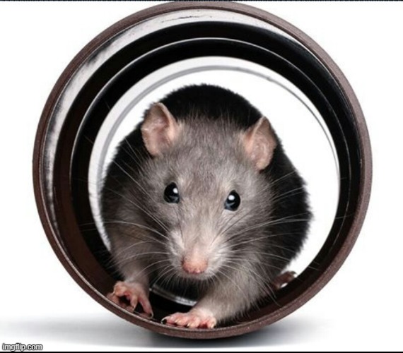 lab rat | image tagged in lab rat | made w/ Imgflip meme maker