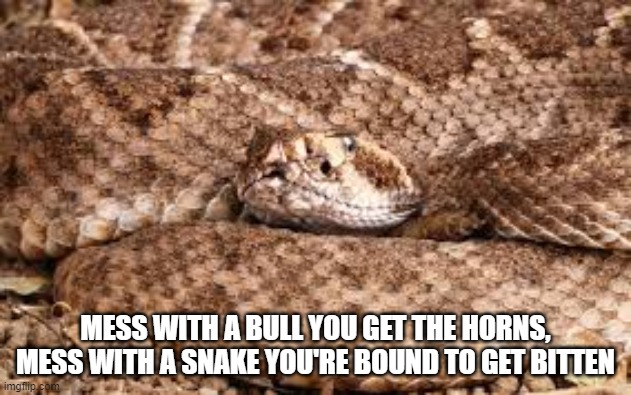 I love Animals | MESS WITH A BULL YOU GET THE HORNS, MESS WITH A SNAKE YOU'RE BOUND TO GET BITTEN | image tagged in snake,bull | made w/ Imgflip meme maker