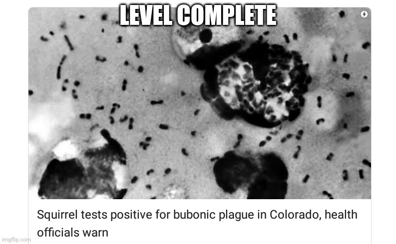 Bubonic Plague |  LEVEL COMPLETE | image tagged in squirrel | made w/ Imgflip meme maker