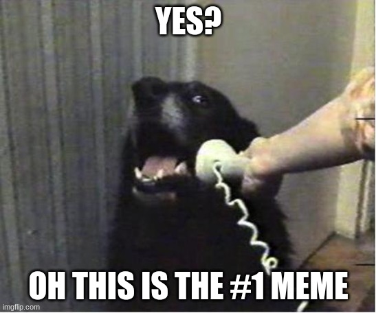 Yes this is dog | YES? OH THIS IS THE #1 MEME | image tagged in yes this is dog | made w/ Imgflip meme maker