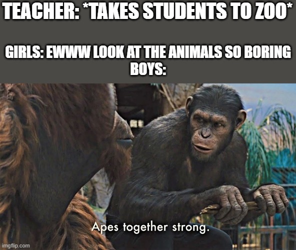 Ape together strong | TEACHER: *TAKES STUDENTS TO ZOO*; GIRLS: EWWW LOOK AT THE ANIMALS SO BORING
BOYS: | image tagged in ape together strong | made w/ Imgflip meme maker