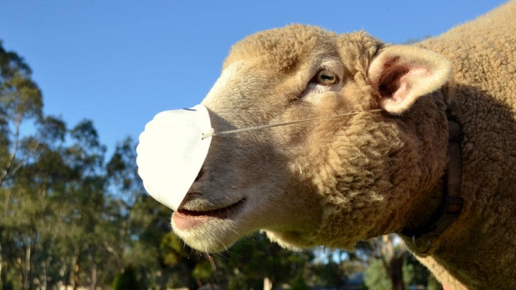 High Quality Sheep Wearing Mask Blank Meme Template