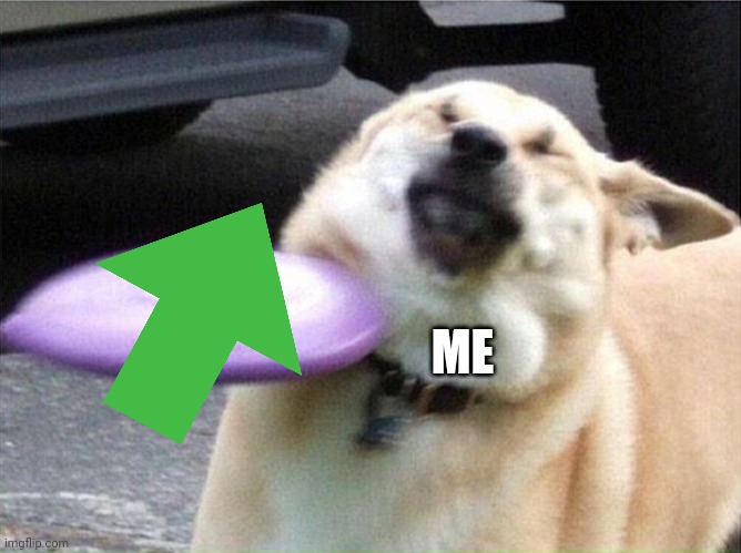 Dog hit by frisbee | ME | image tagged in dog hit by frisbee | made w/ Imgflip meme maker