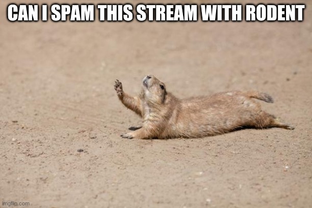 thirsty rodent | CAN I SPAM THIS STREAM WITH RODENT | image tagged in thirsty rodent | made w/ Imgflip meme maker
