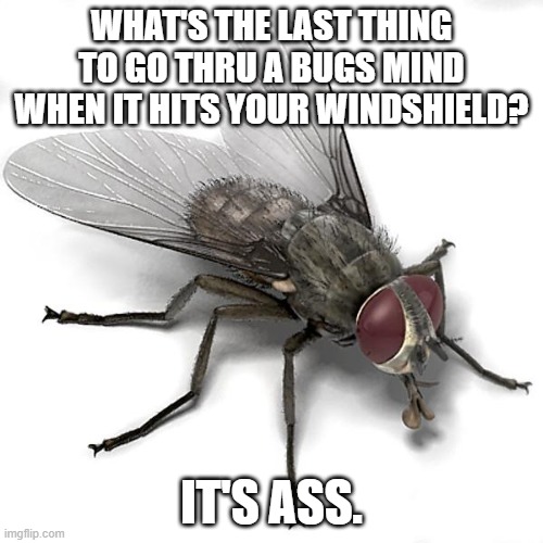 Fly and Windshield | WHAT'S THE LAST THING TO GO THRU A BUGS MIND WHEN IT HITS YOUR WINDSHIELD? IT'S ASS. | image tagged in scumbag house fly,who would win,bad joke,dad joke | made w/ Imgflip meme maker